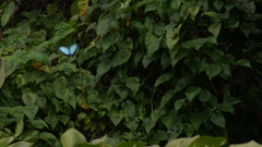 Morpho helenor montezuma