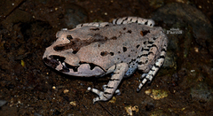 Leptobrachium hasseltii