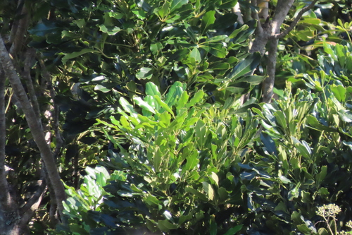 Neocussonia umbellifera, photograph 4