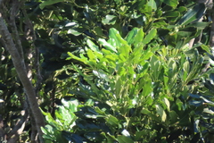 Neocussonia umbellifera, photograph Bruno - Yolande Zanette, CC BY, iNaturalist via GBIF