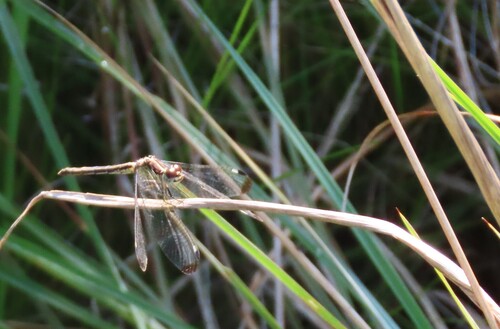 Pied-spot photo 5