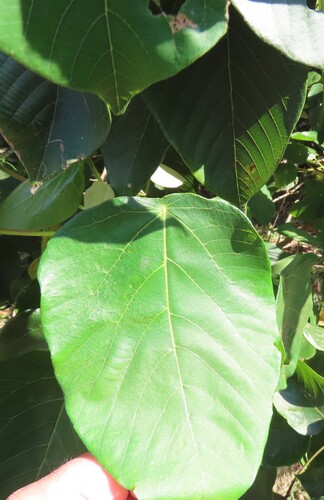 Macaranga capensis, photograph 6
