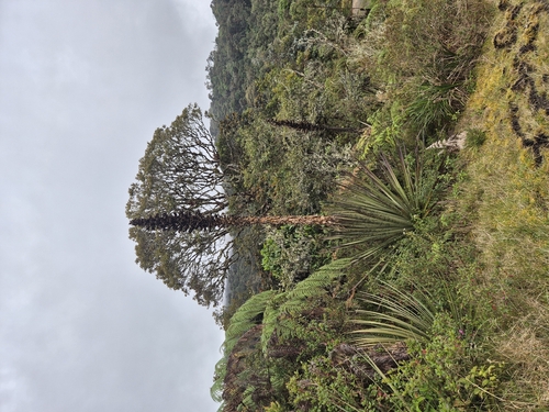 Puya goudotiana, photograph 6