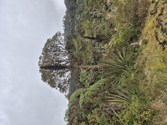 Puya goudotiana, photograph (c) Frank Dietze, some rights reserved (CC BY)