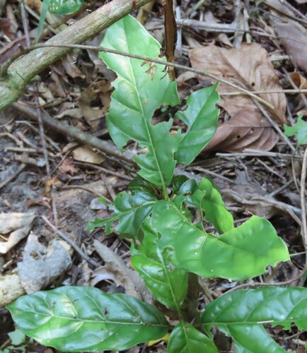 Mitriostigma axillare