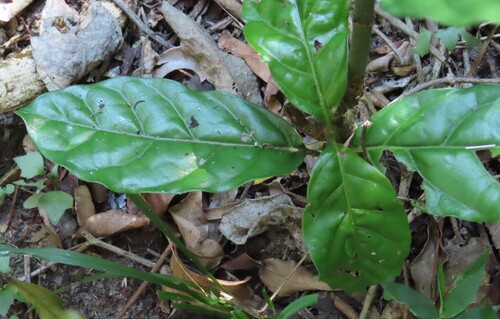 Mitriostigma axillare, photograph 2