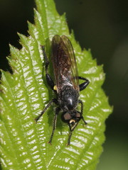 Choerades marginata