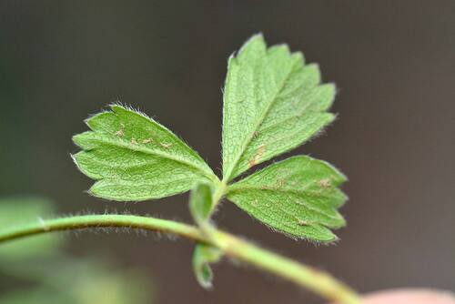Potentilla stolonifera