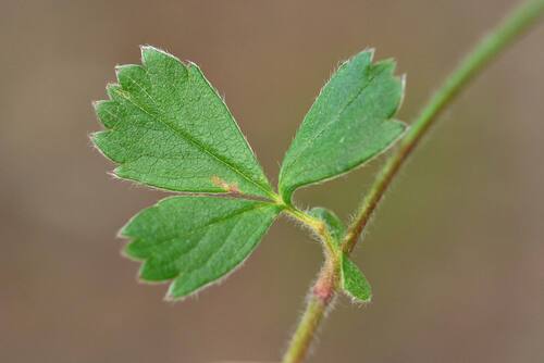 Potentilla stolonifera