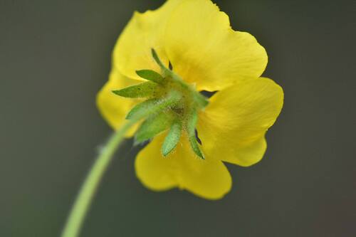 Potentilla stolonifera