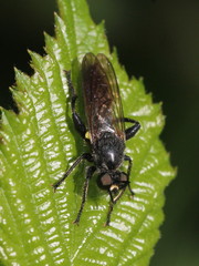 Choerades marginata