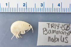 Wecomedon nobilis