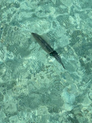Sepioteuthis lessoniana