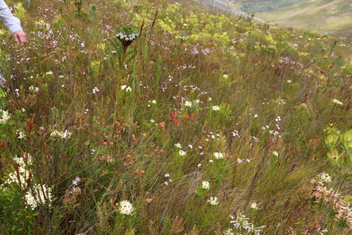 Erica pillansii, photograph 6