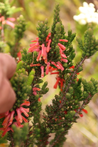 Erica pillansii, photograph 3