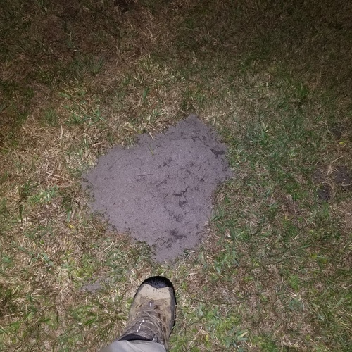 Baird's Pocket Gopher