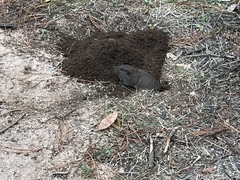 Microtus californicus