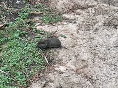 Microtus californicus