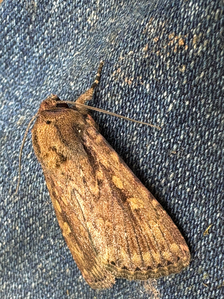 Sidemia hipparion
