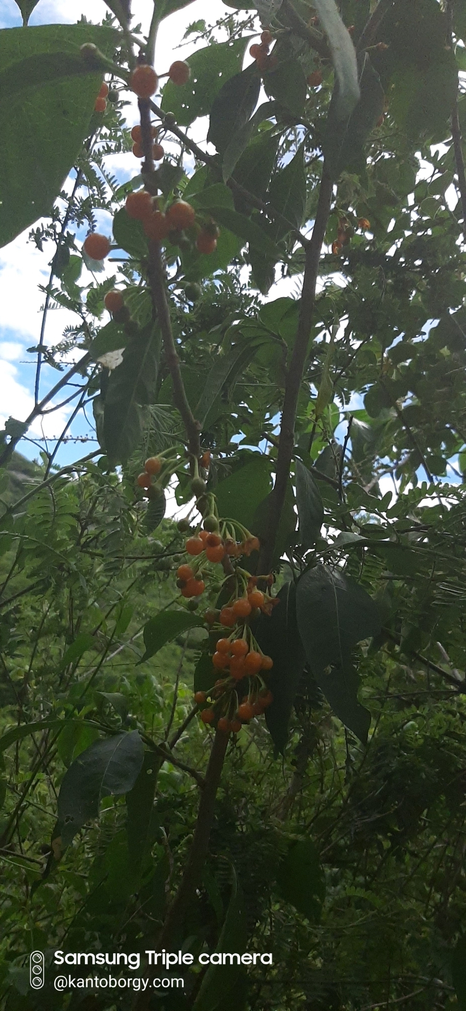 Iochroma arborescens image