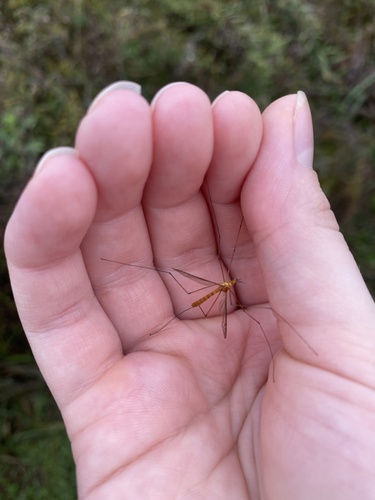Unknown species found near W Side Prairie Conservation Easement Trail, Fayetteville, AR, US