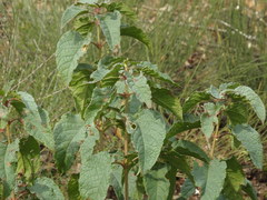 Cistus populifolius