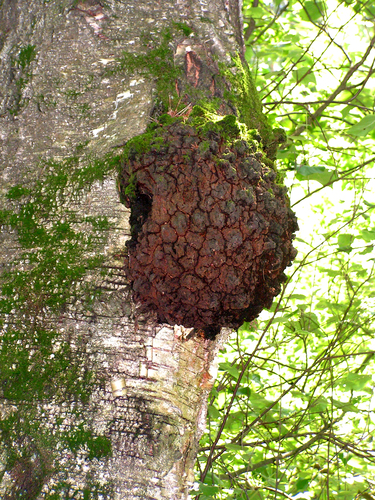 Agrobacterium radiobacter nuotrauka