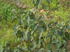 Cistus populifolius