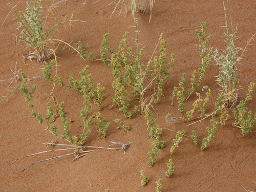 Trianthema hereroense (Trianthema hereroense)