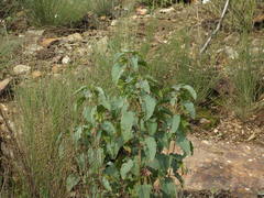 Cistus populifolius