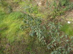 Cistus populifolius