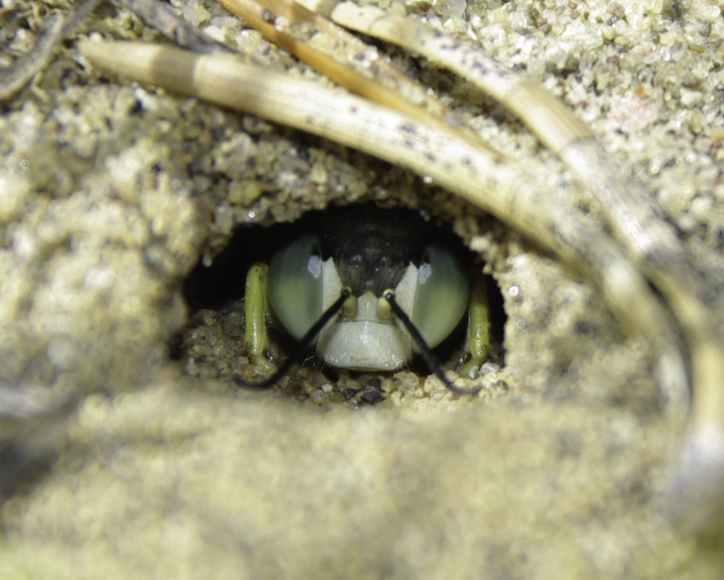 sand wasp
