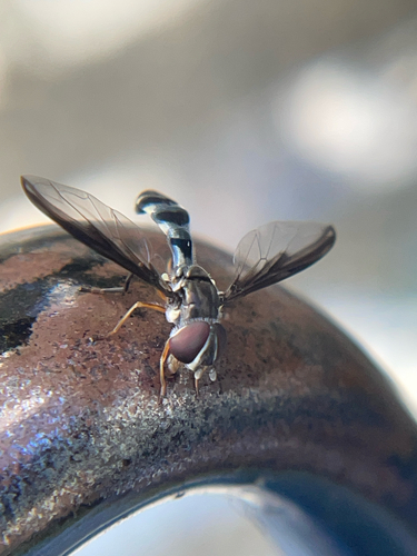 Unknown species found near Mt Hermon Rd, Blairstown, NJ, US