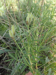 Astragalus oropolitanus