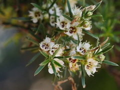 Kunzea linearis