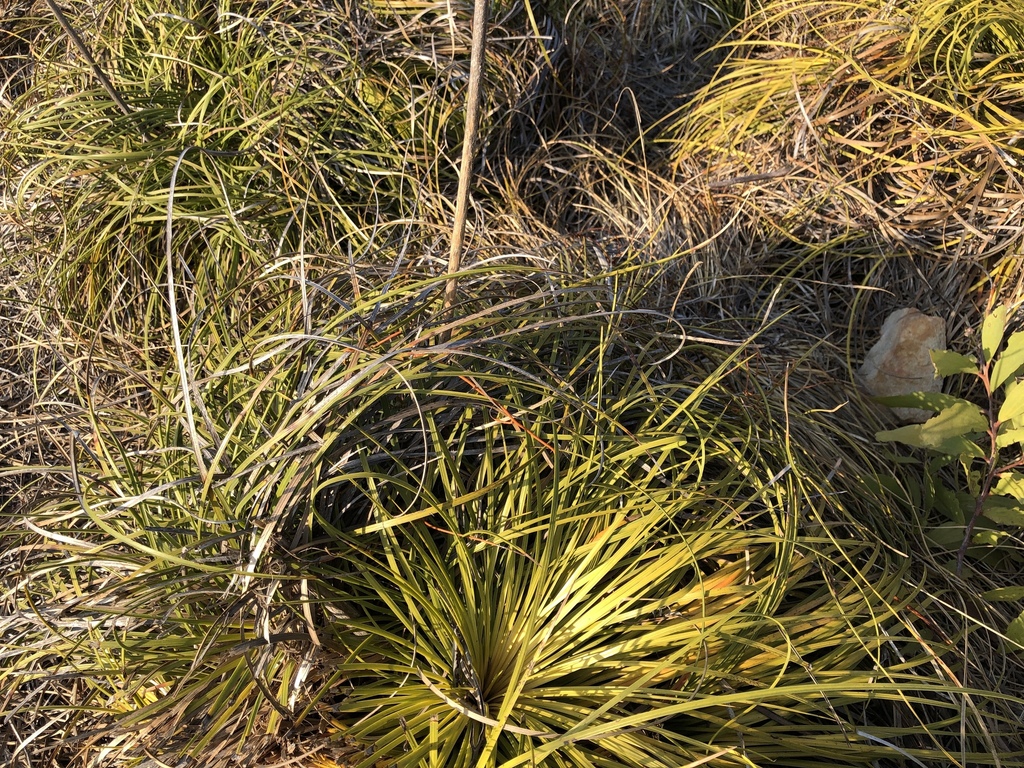 Xanthorrhoea pumilio
