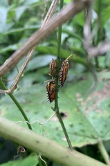 Piezosternum subulatum