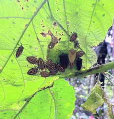Piezosternum subulatum
