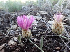 Psephellus turgaicus