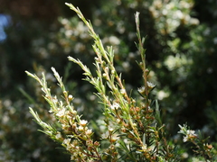 Kunzea linearis