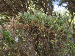 Kunzea linearis