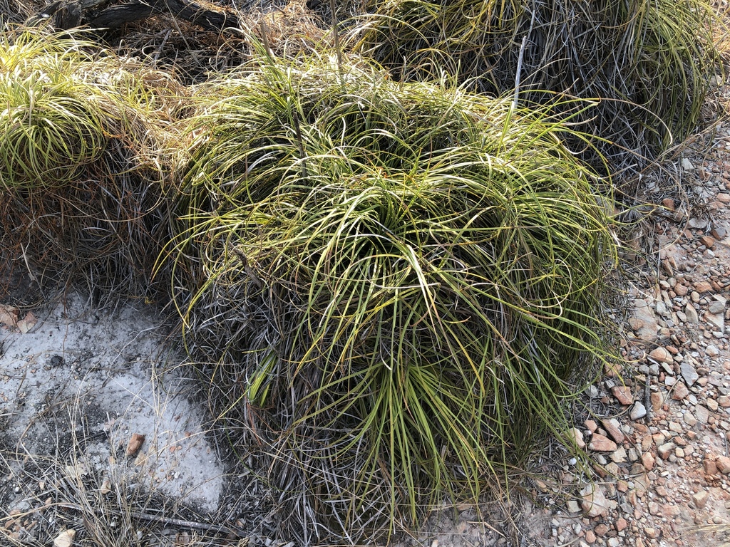 Xanthorrhoea pumilio R.Br. 3