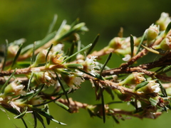 Kunzea linearis