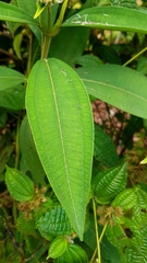Miconia