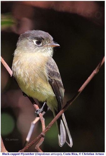 Black-capped Flycatcher (empidonax Atriceps) · Inaturalist