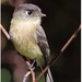 Black-capped Flycatcher - Photo (c) Christian Artuso, some rights reserved (CC BY-NC-ND), uploaded by Christian Artuso