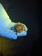 Vespadelus vulturnus
