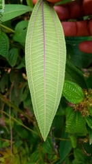 Miconia