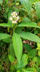 Miconia