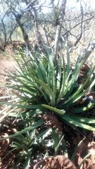 Hechtia chichinautzensis